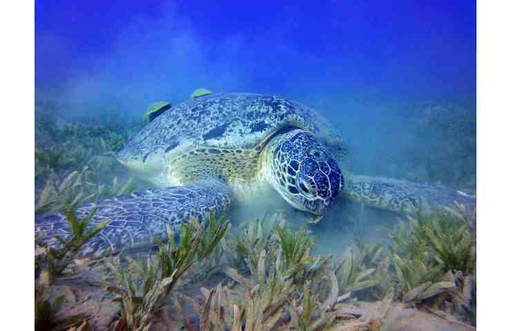 tartarughe coralli