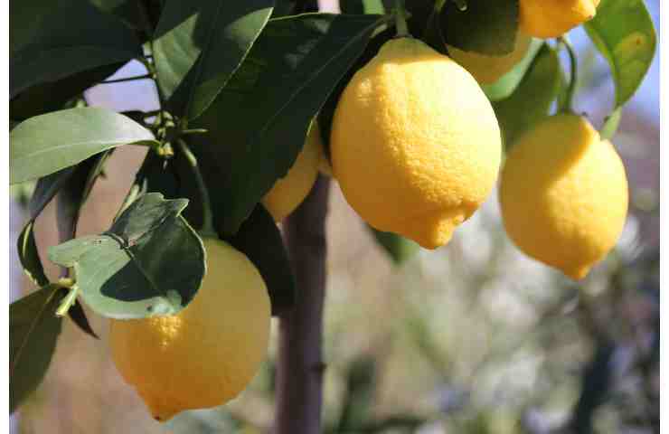 alberi limoni