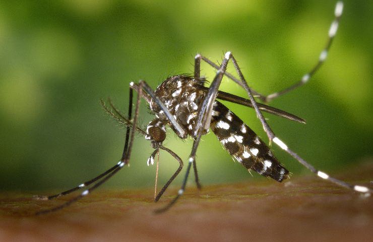 Alto rischio con le zanzare 