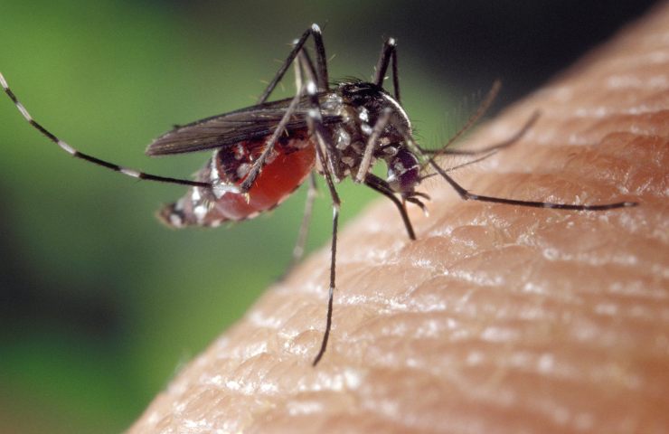 morsi di zanzare
