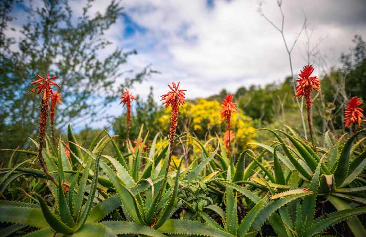 Aloe ferox pericolosa