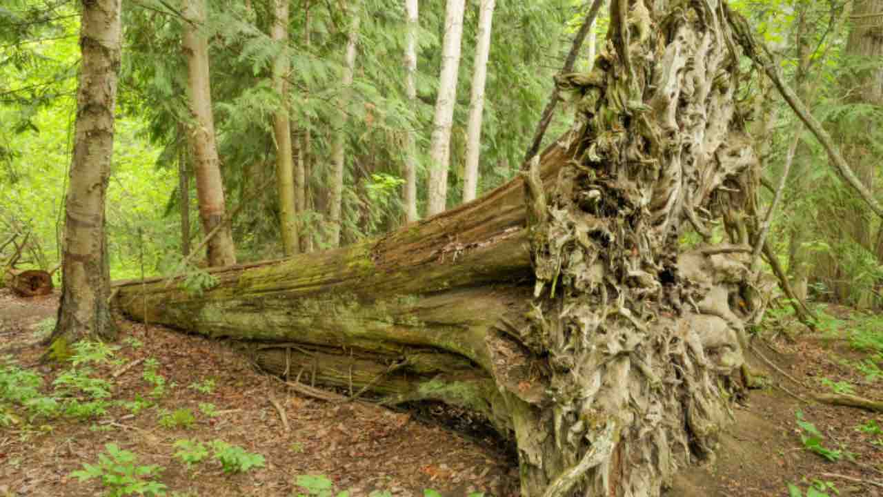 Lissone, muore schiacciata da un albero