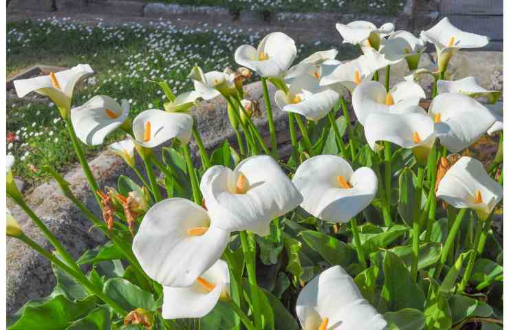 fiori per le nozze