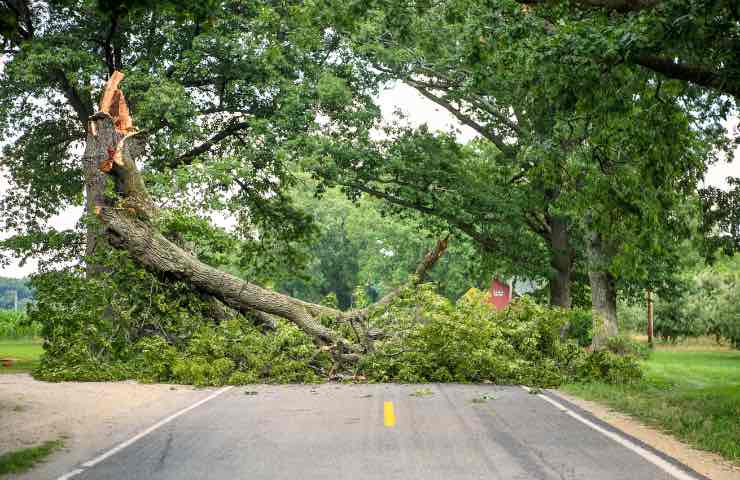 Chiara Rossetti, travolta dalla caduta di un albero