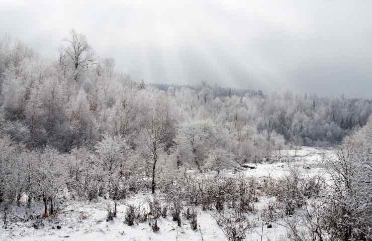 Bosco inverno 