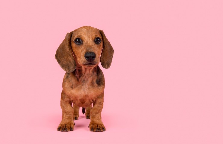 Cagnolina 