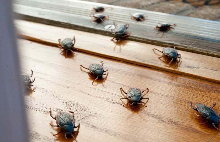scarafaggi in casa rimedi