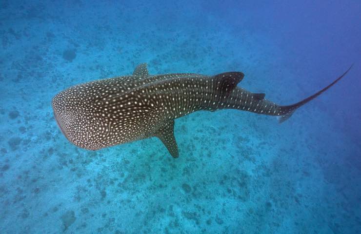 Maldive, 5 consigli utili 