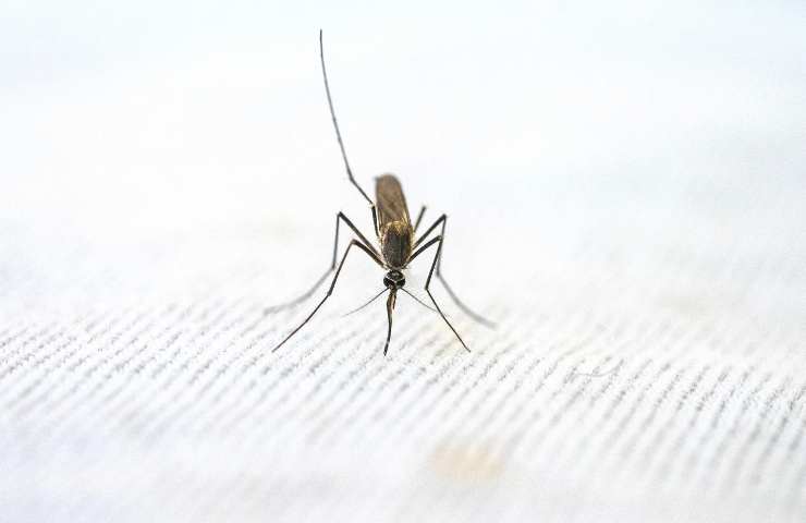Tre metodi naturali contro le zanzare: sbarazzatene così