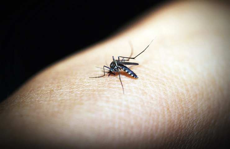 Tre metodi naturali contro le zanzare: mai più fastidi in casa