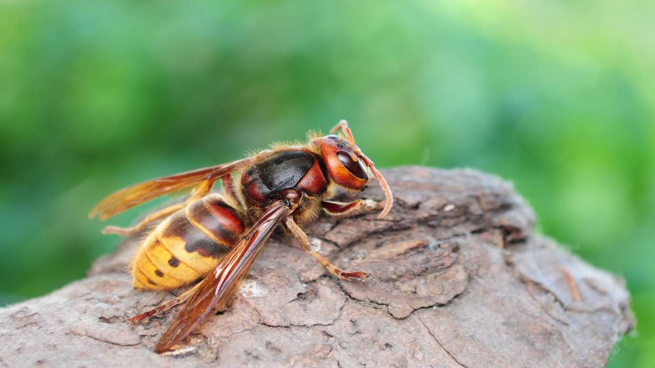 anziana muore puntura calabrone