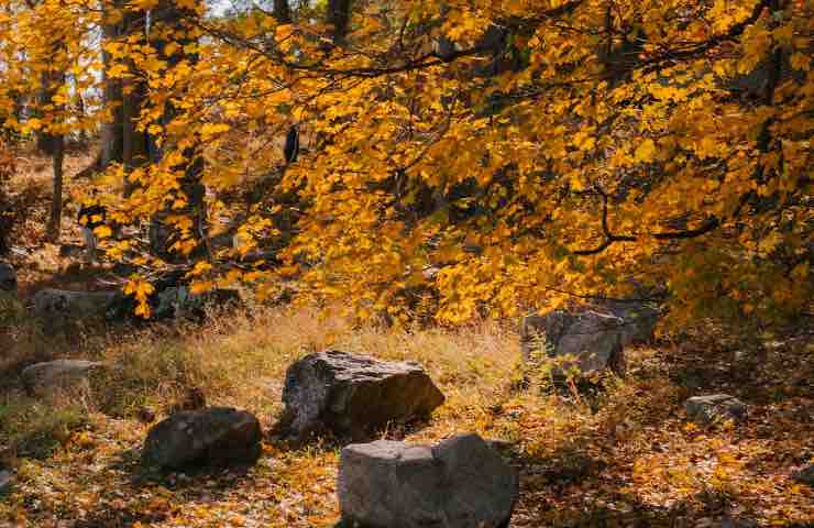 Bosco autunno