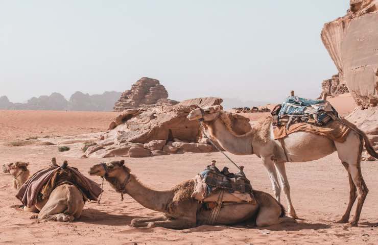 Deserto cammelli