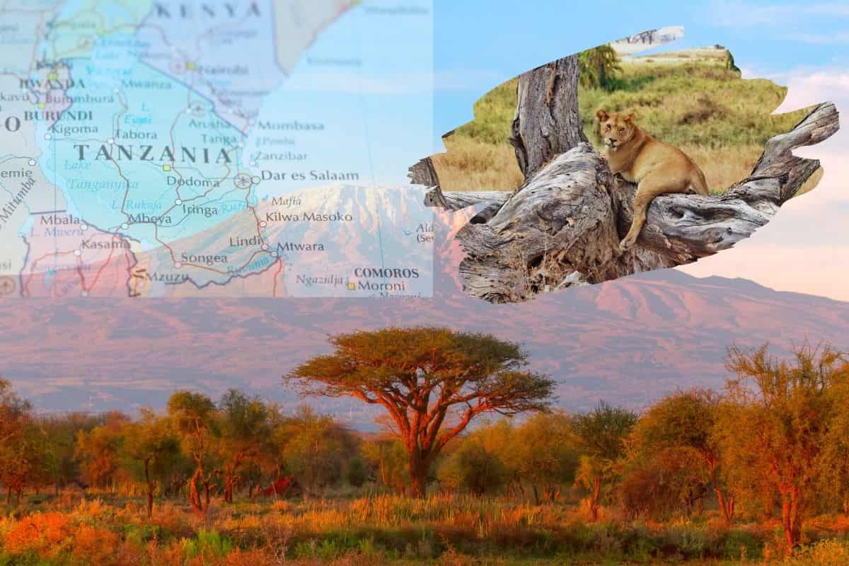 Vegetazione Tanzania, leone su un albero e cartina geografica Tanzania