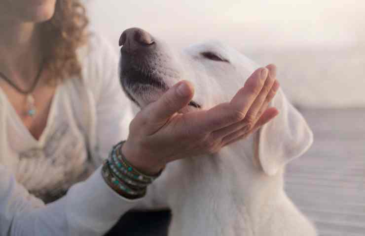 I cani preferiscono le voci femminili