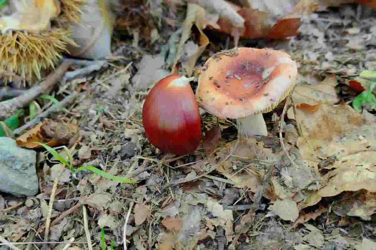 Il piatto gustoso dai sapori invernali