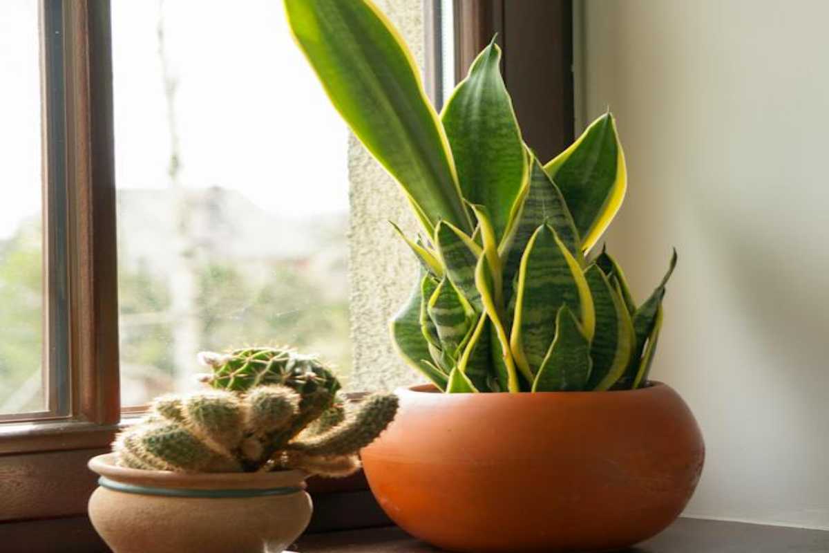 Compra queste se vuoi piante a casa