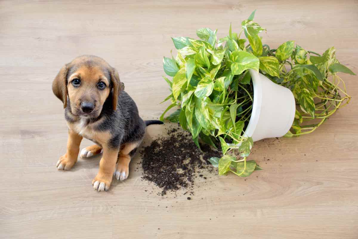 Cucciolo di cane accanto a un vaso caduto a terra