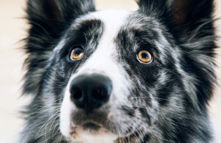 Cane bianco e nero che guarda verso l'alto