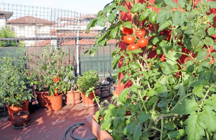 verdure balcone